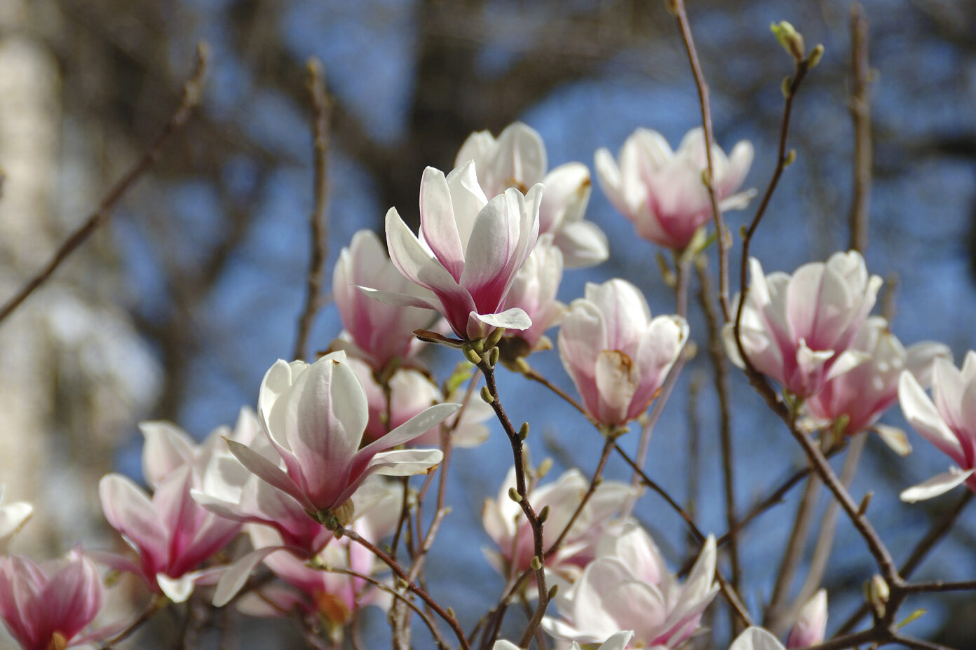 Nature Site slideshow Nature Site slideshow