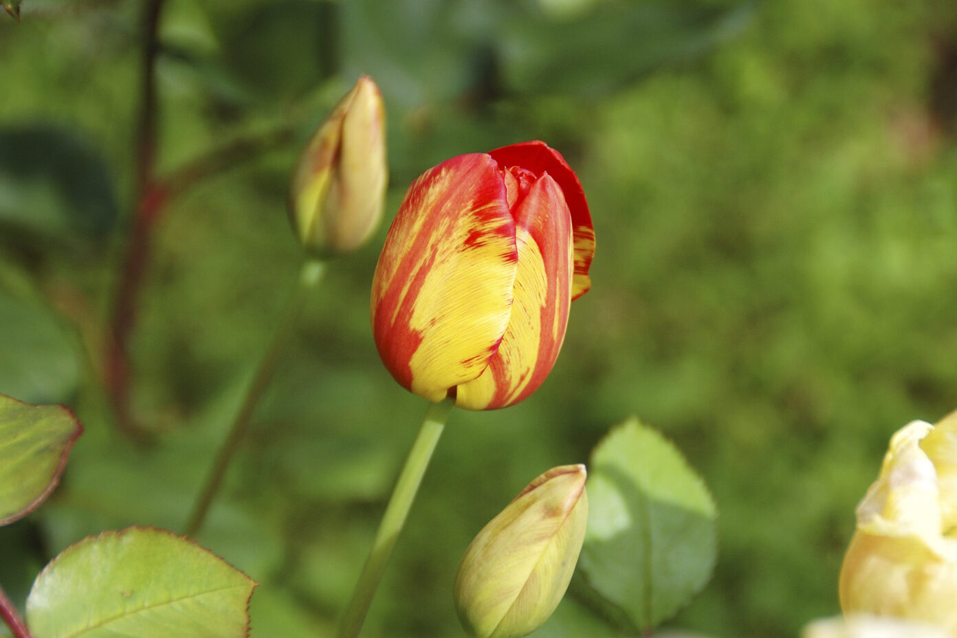 Nature Site slideshow Nature Site slideshow